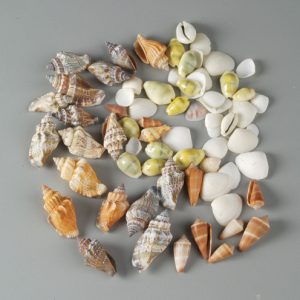 Shells Assorted - 15g-0